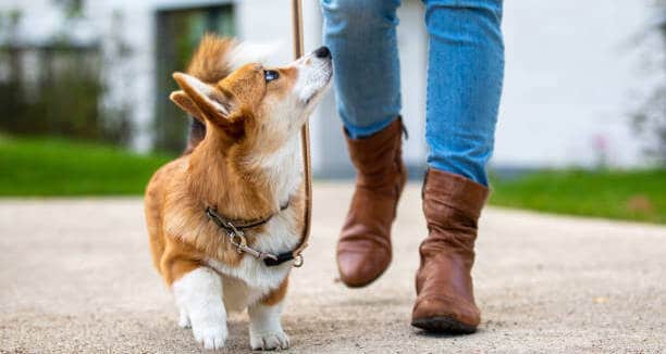 Femme promenant son chien avec des bottes slouchy